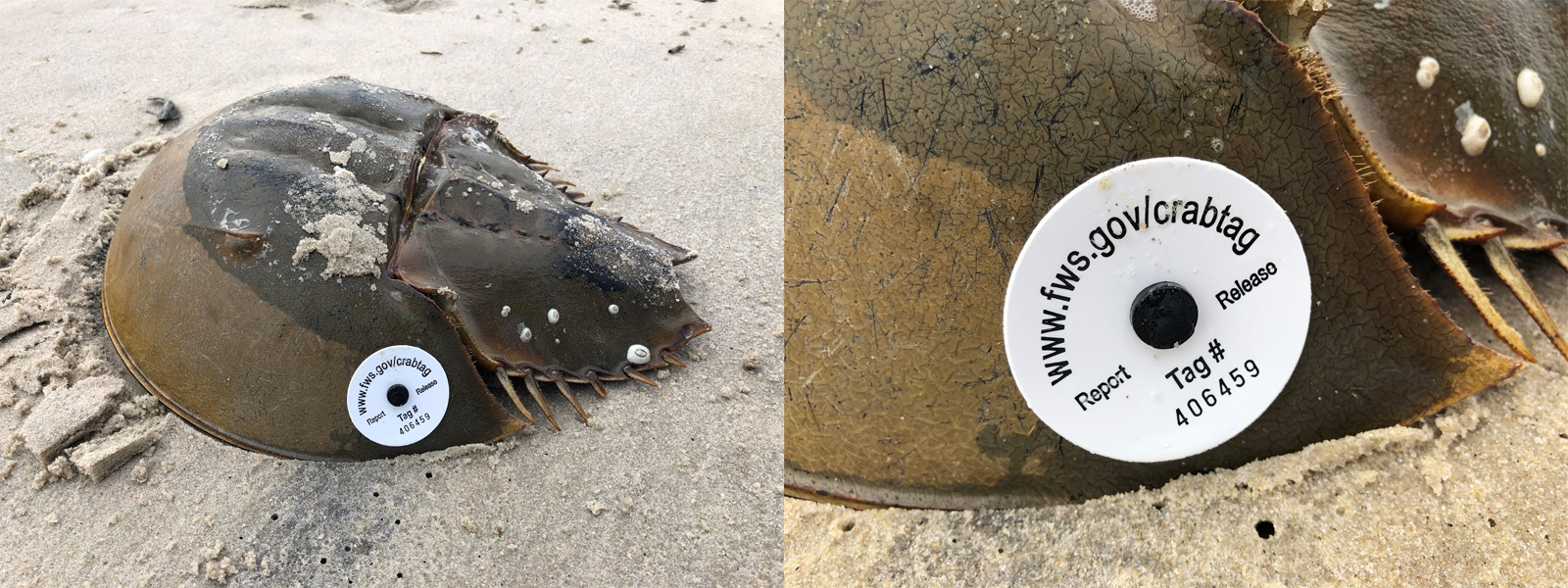 I found a tagged horseshoe crab, what should I do? Explore Our Seaside
