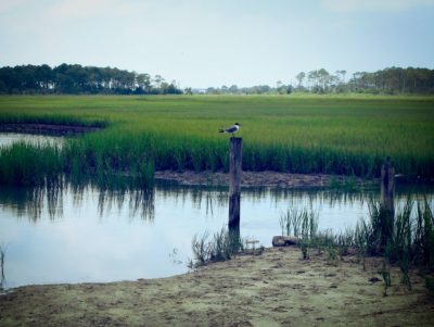 Mockhorn Island - Explore Our Seaside