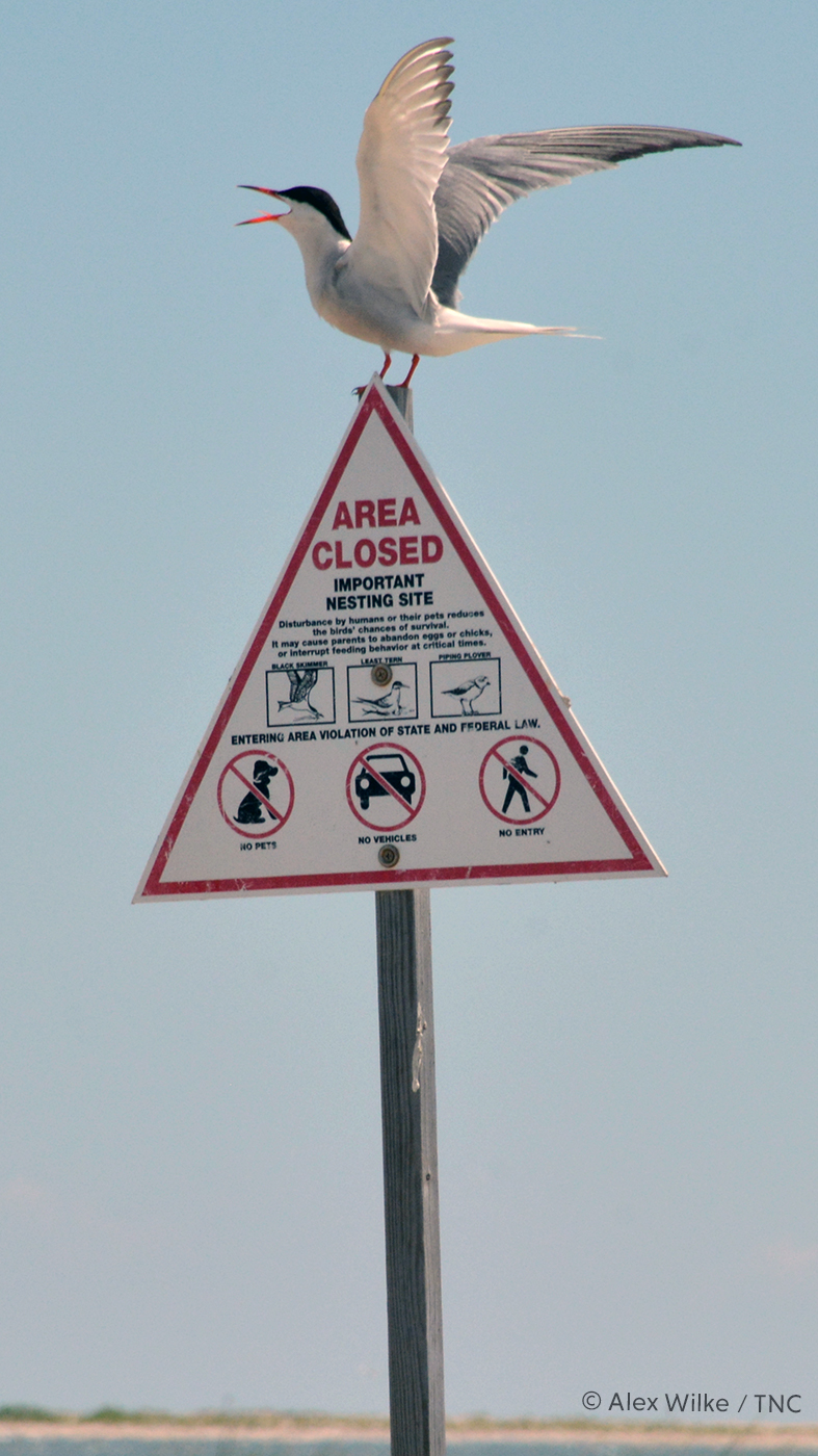 Tern on sign